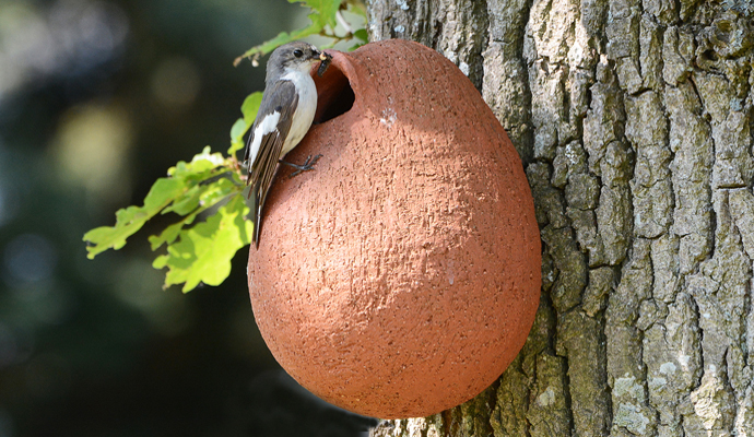 bonte vliegenvanger im mezenpot