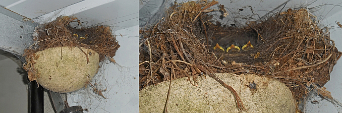 Het nest van de winterkoning