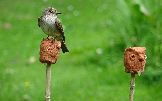 grauwe vliegenvanger op stokdiertje