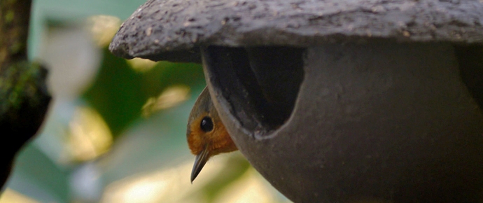 roodborst bij voerbol