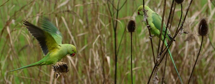 halsbandparkieten in de tuin