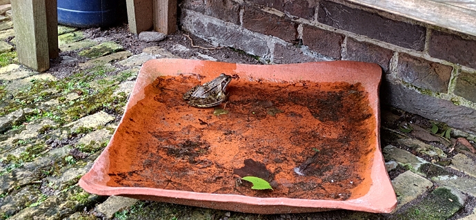 Bruine kikker in drinkschaal