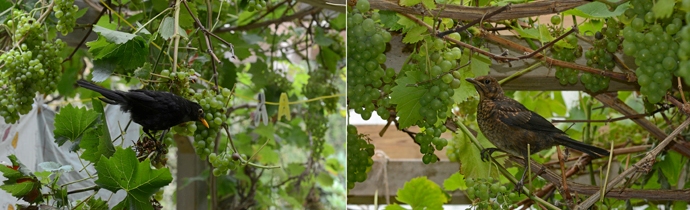 merels snoepen van de druiven