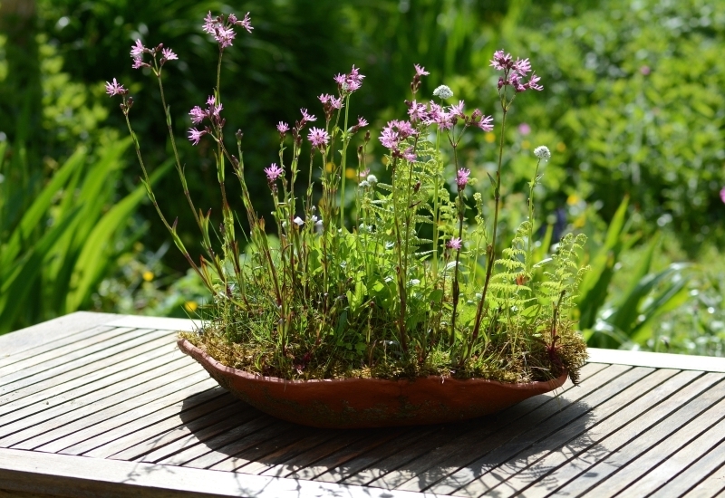 schaal met moerasplanten