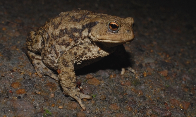 pad op weg naar het water