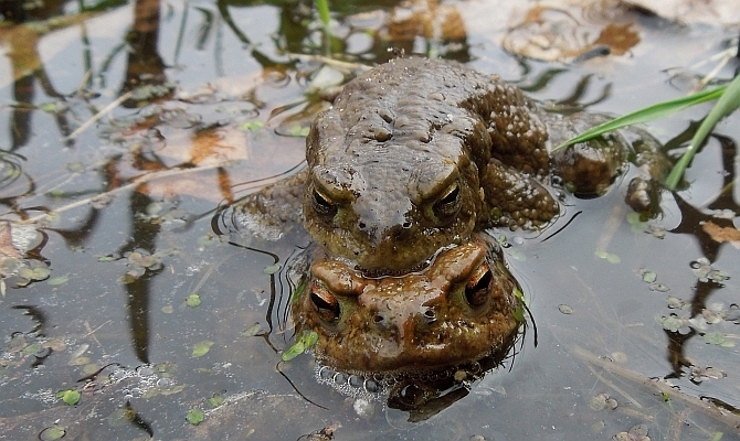 padden in het voortplantingswater