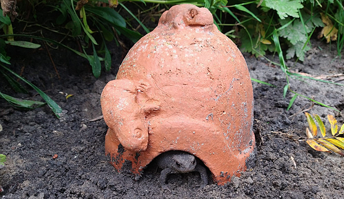 Gewone pad in de paddenpot