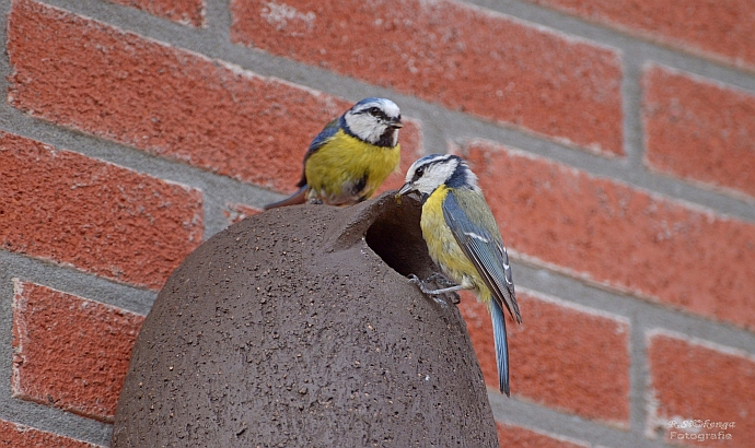 Pimpelmezen bij mezenpot