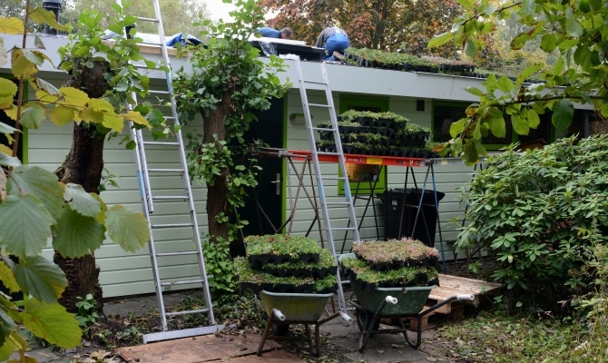 aanbrengen sedumlaag