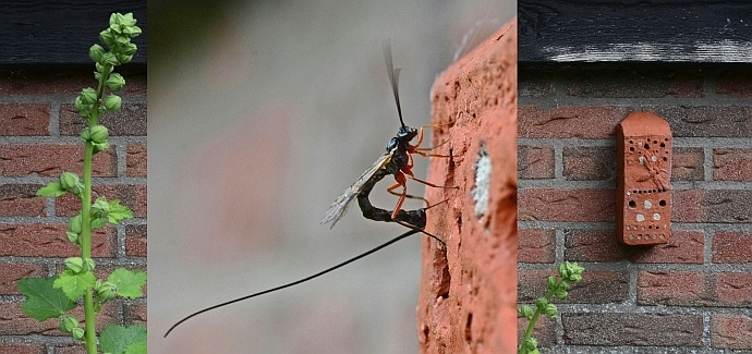 sluipwesp op bijensteen