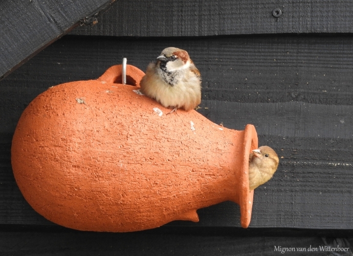 paartje huismus in spreeuwenpot