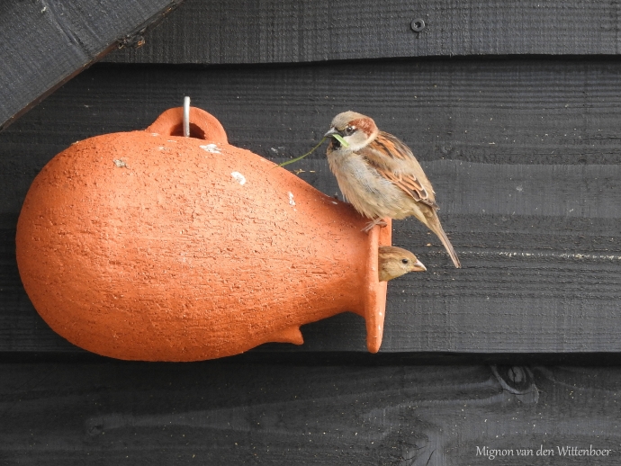 paartje huismus in spreeuwenpot