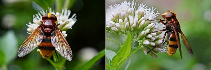 stadsreus op koninginnekruid