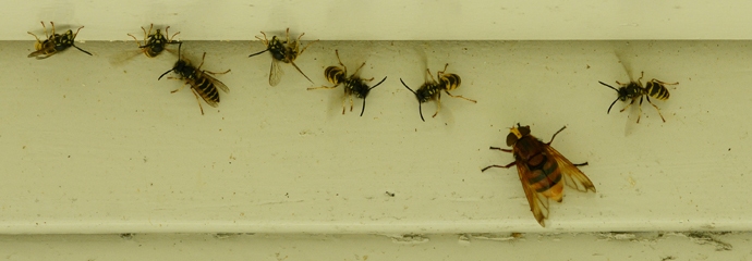 stadsreus bij wespennest