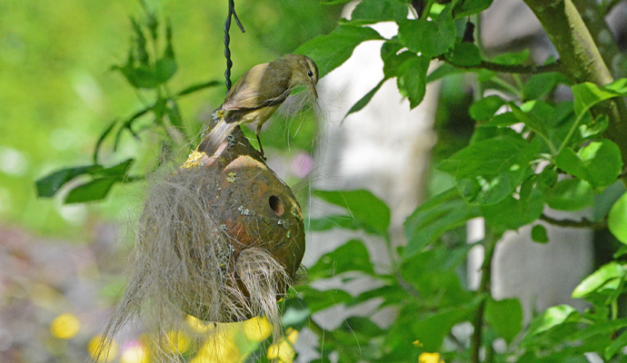 tjiftjaf op nestmateriaalbol