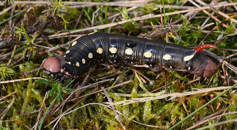 rups walstropijlstaart