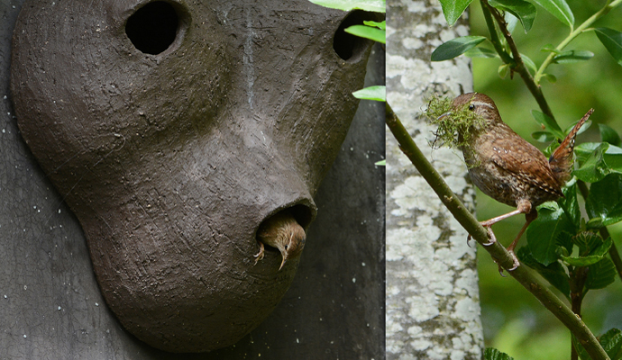 winterkoning broedt in mussenpot