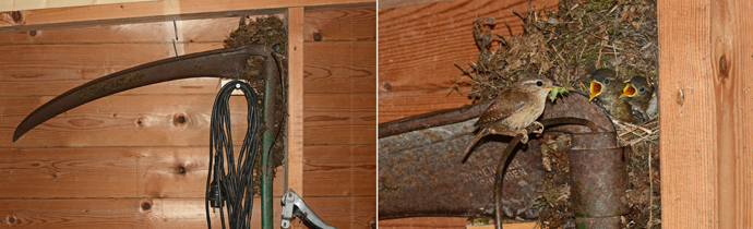 broedende winterkoning in de schuur